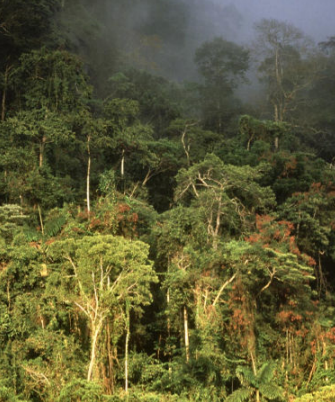 <ul><li><p>Disperso entre los trópicos de Cáncer y de Capricornio</p></li><li><p>Alta temperatura todo el año y precipitaciones abundantes regulares </p></li><li><p>Limitación por falta de luz (muy elevada nubosidad y densidad del dosel) </p></li><li><p>Bosque perennifolio dominante muy denso </p></li><li><p>Fauna: primates, insectos, anfibios…</p></li><li><p>Muy alta productividad primaria </p></li><li><p>Muy altas tasas de descomposición</p></li><li><p>Suelos profundos, material original muy alterado, dominan procesos de mineralización y óxidos de Fe y Al, baja capacidad de intercambio catiónico</p></li></ul><p></p>