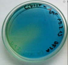 <p><mark data-color="yellow">Media variations - citrate</mark></p><p>Can you label, describe and explain what this diagram is/shows?</p>