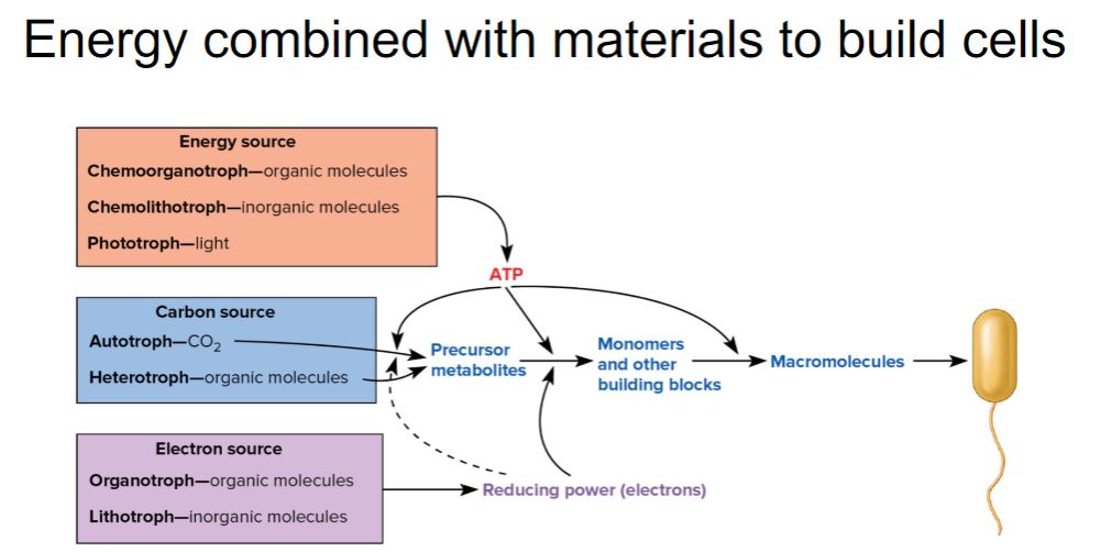 <p>Energy combined to build cells</p>