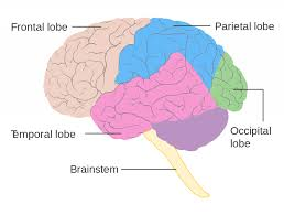 <p><span>home to the primary visual cortex and the central area for visual processing, visual perception, and color recognition</span></p>