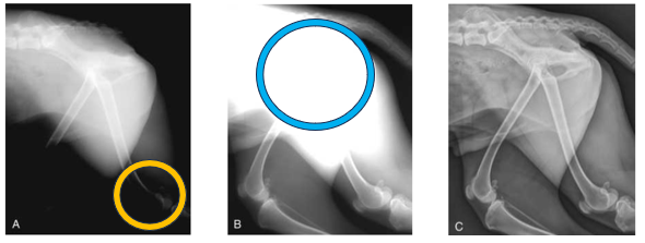 <p>Advantage of CR and DR in regards to exposure - Blue </p>