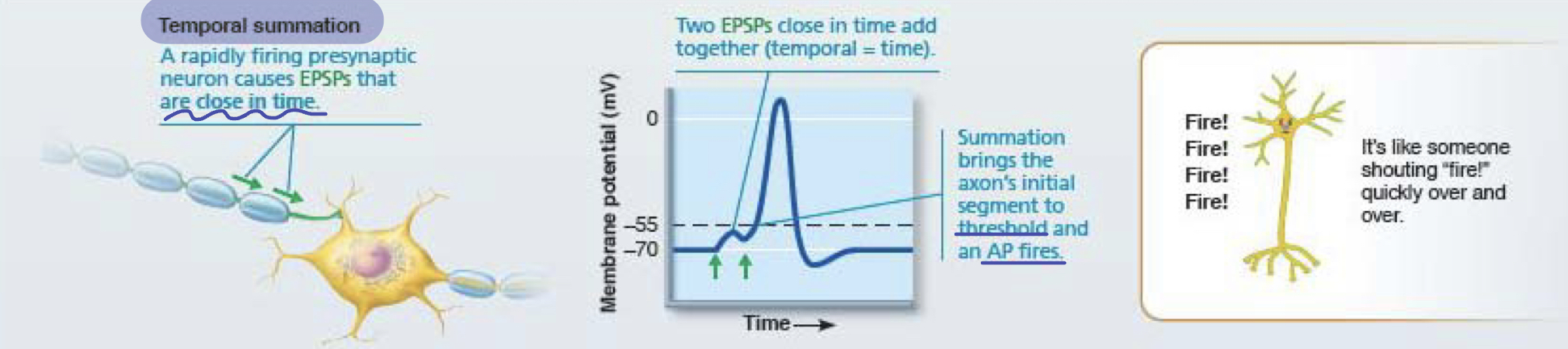 <p>a rapidly firing presynaptic neuron causes EPSPs that are close in time --&gt; summation brings axon to threshold --&gt; action potential fires</p><p>multiple rapid signals--&gt; summation --&gt; reaches threshold --&gt; neuron fires</p>