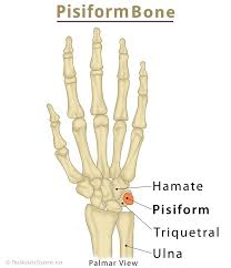 <p>Smallest carpal bone near the pinky, somewhat "behind" the triquetrum</p>