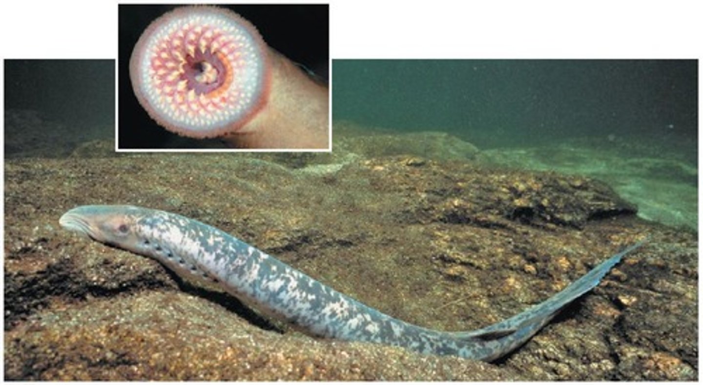 <p>The earliest-branching vertebrates with a cartilaginous cranium and vertebral column, lacking jaws.</p>