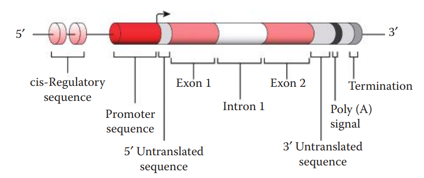 Gene structure. Transcription, which can be regulated by the cis-regulatory sequence, is initiated at the transcription start site (arrow) near the promoter. The exons, noncoding introns, and the untranslated sequences are also shown.