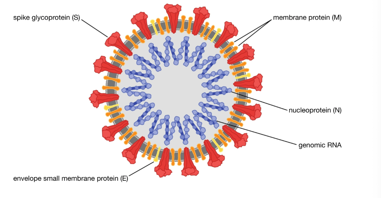 <p>ID this Virus with spikes and genomic RNA</p>