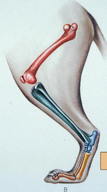 <p><span style="background-color: transparent;"><span>ankles are held off the ground and they walk on their digits; Only digits and phalanges strike the ground; an ornithodire evolutionary novelty</span></span></p>