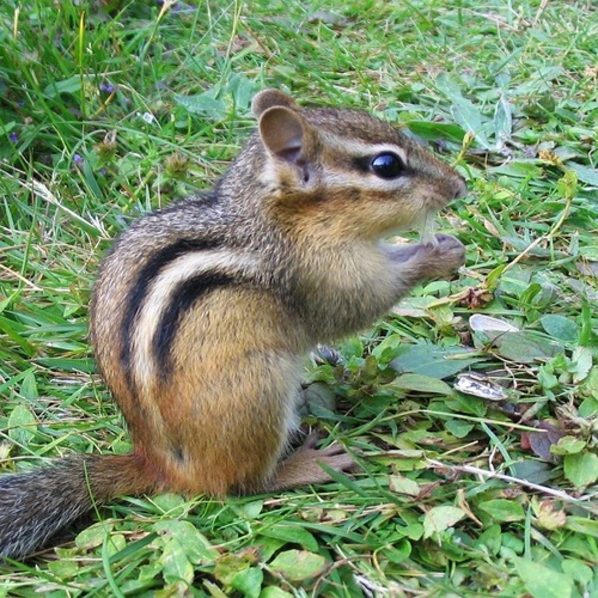 <p>Eastern Chipmunk</p>