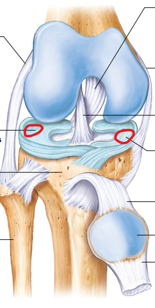 <p>Two C-shaped pieces of cartilage (medial and lateral menisci) between the femur and tibia that act as shock absorbers and cushion the joint.</p>