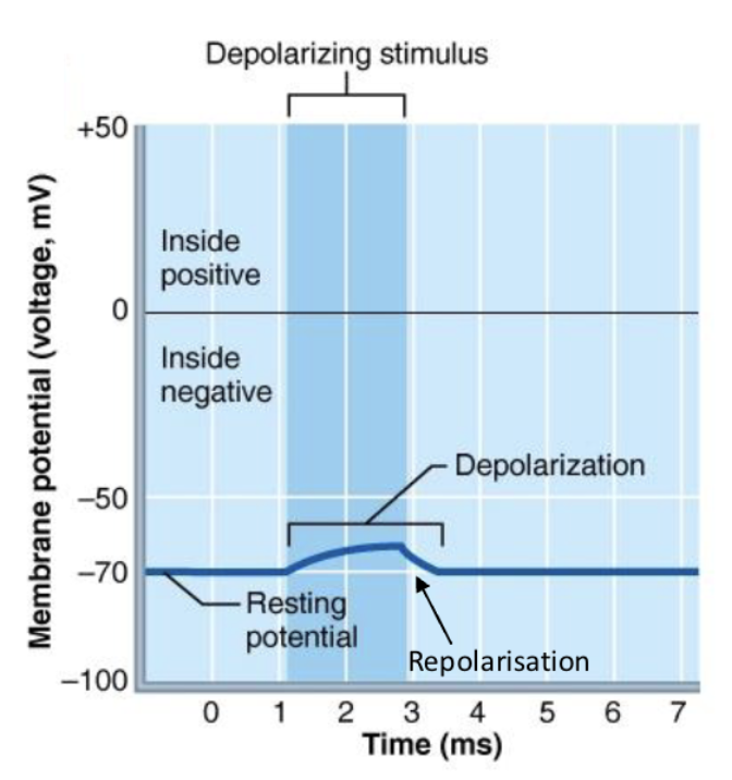 <p>Return to resting membrane potential from being depolarised</p><p></p><p></p>
