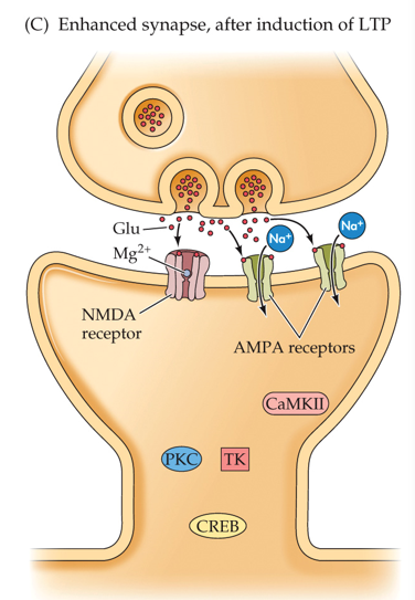 •These effects all increase the synaptic sensitivity to glutamate