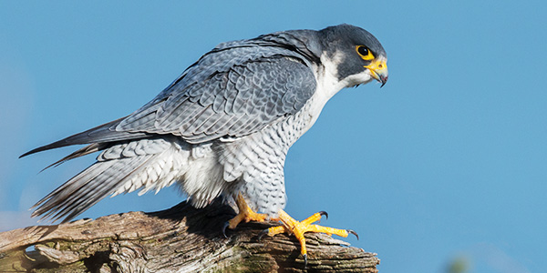 <p>Falcons</p>