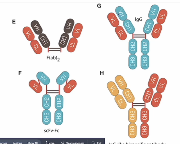 <ul><li><p>Destroying a target cell based on expression of a single protein</p></li><li><p>In the picture it is F or G because E does not have Fc and H is for 2 different proteins</p></li><li><p>**Fc region is crucial for mediating <strong><u>immune effector functions — causing the immune system to destroy a target cell</u></strong></p><ul><li><p><strong><mark data-color="blue" style="background-color: blue; color: inherit">Antibody-dependent cell-mediated cytotoxicity (ADCC):</mark></strong></p><ul><li><p><strong><u>NK cells recognize the constant region (Fc)</u></strong> of the antibodies</p><ul><li><p>if you want the therapeutic antibody to target cells for destruction using an ADCC mechanism, it has to have an Fc</p></li><li><p>if you want a response, the Fc region should <u>match the species</u></p><ul><li><p>if Fc is NOT human → NO ADCC bc human NK cells are not going to recognize it</p></li></ul></li></ul></li></ul></li><li><p><strong><mark data-color="blue" style="background-color: blue; color: inherit">Antibody-dependent cellular phagocytosis (ADCP)</mark></strong><mark data-color="blue" style="background-color: blue; color: inherit">:</mark></p><ul><li><p><strong><u>Fc engages with Fc receptors on macrophages or dendritic cells</u></strong> to promote phagocytosis of the target.</p></li></ul></li><li><p><strong><mark data-color="blue" style="background-color: blue; color: inherit">Complement-dependent cytotoxicity (CDC)</mark></strong><mark data-color="blue" style="background-color: blue; color: inherit">:</mark></p><ul><li><p><strong><u>Fc interacts with complement proteins</u></strong> to activate the complement cascade, leading to cell lysis</p></li></ul></li></ul></li></ul><p></p>