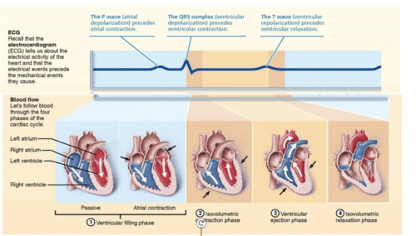 <p>When does the cardiac cycle technically begin? </p>
