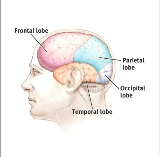 <p>Each brain hemisphere is divided into four lobes that are separated by prominent fissures. These lobes are the frontal (forehead), parietal (top to rear head), occipital (back head) and temporal (side of head)</p>