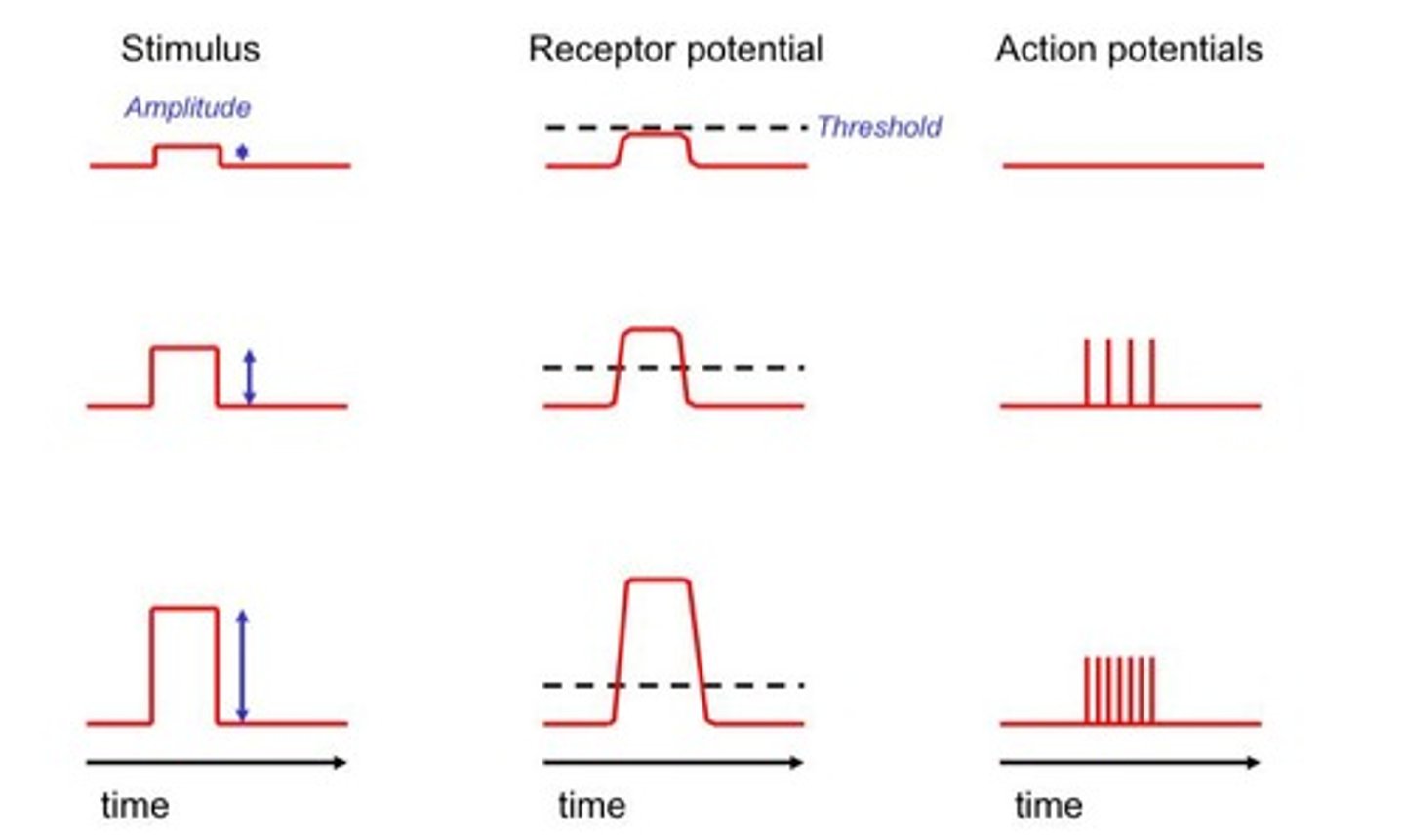 <p>Through higher action potential frequency and recruitment of additional neurons.</p>