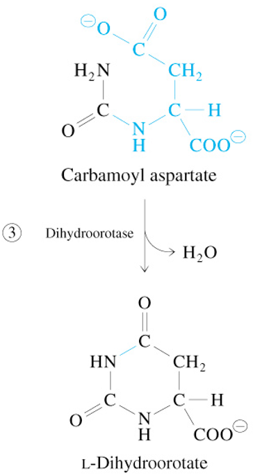 <p>Carbamoyl Aspartate</p><p><span style="color: #8dceff">—Dihydroorotase→</span></p><p>L-Dihydroorotate + H2O</p>