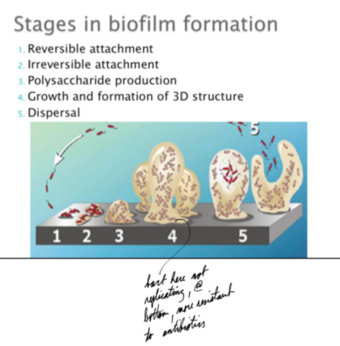 <p>Colonies of bacteria that adhere together and adhere to environmental surfaces.</p>