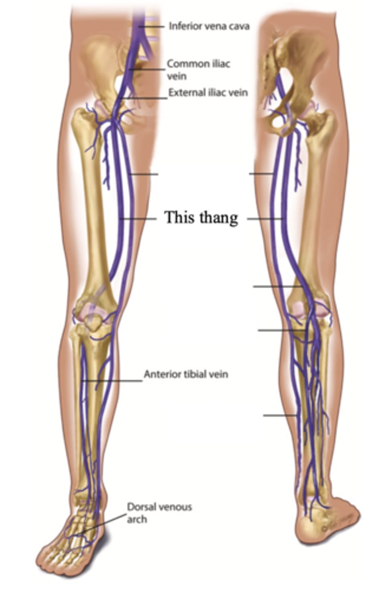 <p>The deep vein found in the thigh</p>