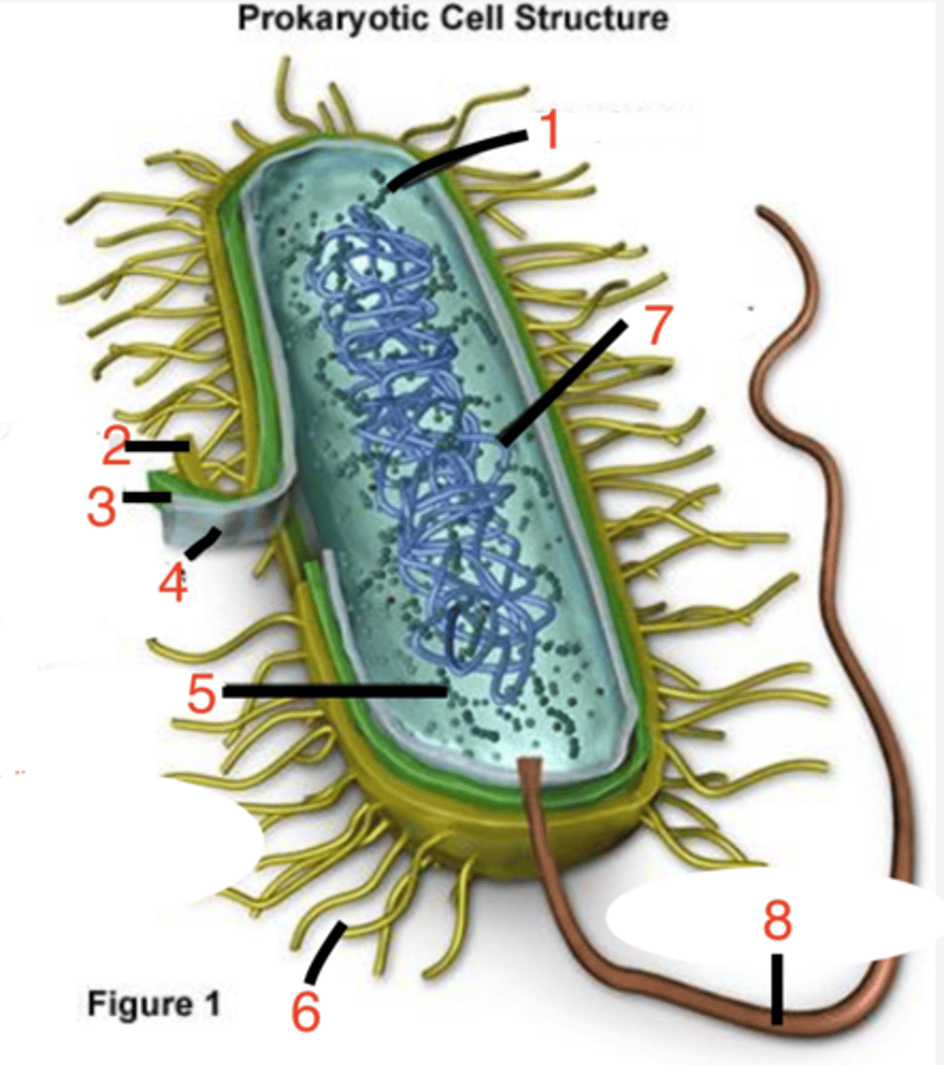 <p>where is the cell wall?</p>