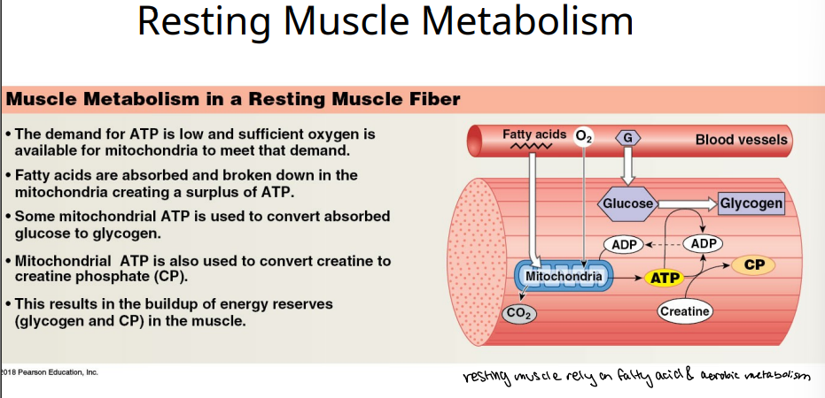 <p>Some mitochondrial ATP is used to convert creatine to </p>
