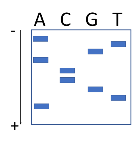 <p>The ones closest to the positive pole are the shortest and the strongest charge. They were able to get the furthest from the positive pole because they are the smallest to fit through the pole quickest and had the strongest pull to the positive end. So the ones closest to that end are first in the code as they are the closest to the primer because its smallest. The longest will be the last in the code as they are far and large from the primer.</p><p>ARGCCAGTA</p>