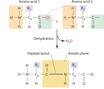 <p>A: The flat region created by the <strong>peptide bond</strong>, due to partial double-bond character between the C=O and N–H.</p>