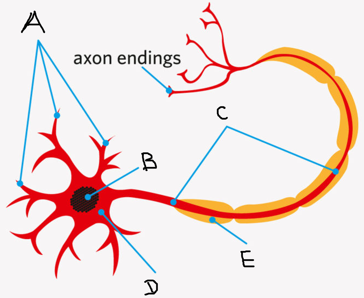 <p>Complete the diagram. </p>