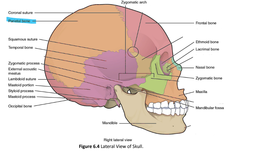 <p>parietal bone</p>