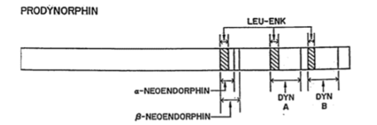 <p>Metabolism by a number of enzymes on the C-terminal end stqpwise reduce DynA length</p><p>-Metabolites retain significant opioid activity: Dyn A(1-17)->DynA(1-13)->DynA(1-8)->DynA(1-7)</p>