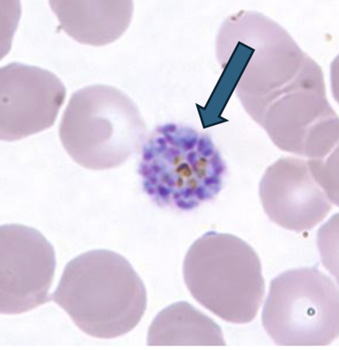 <p>Plasmodium</p>