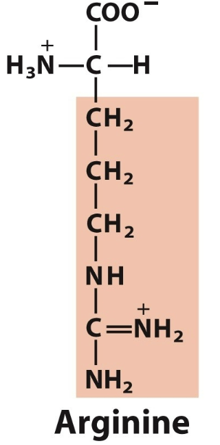 <ul><li><p>Arg, R</p></li><li><p>Pos Charge</p></li></ul><p></p>