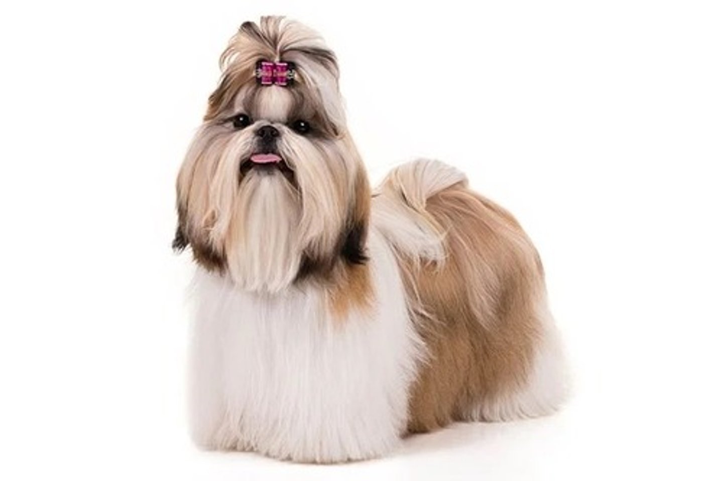 <p>What is this breed? What is it's AKC classification?</p>
