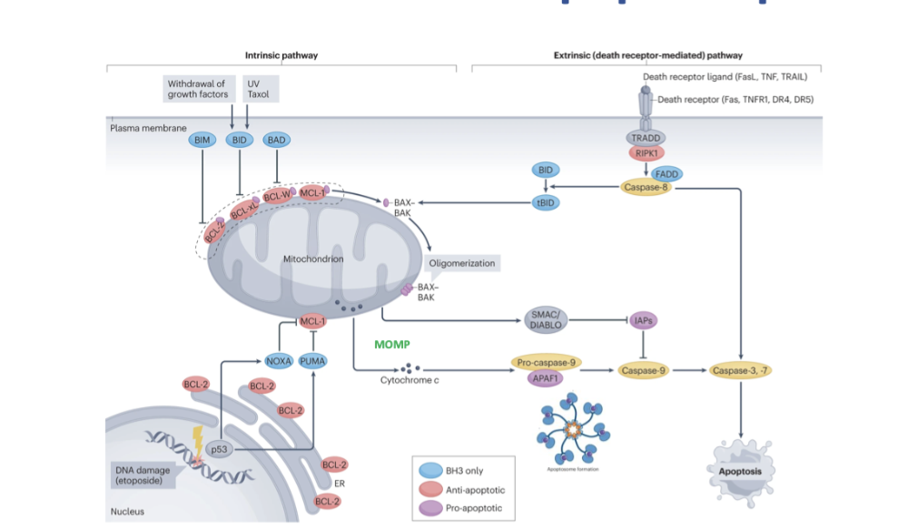 <ol><li><p>DNA damage causes activation of p53</p></li><li><p>p53 drives expression of BH3 only members (eg puma, noxa</p></li><li><p>bind and inhibit action of anti apoptotic Bcl-2 proteins leaving BAX and BAX free to form pores/oligomers in outer mitochondrial membrane</p></li><li><p>cytochrome c released from mitochondria and binds to APAF1</p></li></ol><ul><li><p>SMAC/diablo also releases, inhibits inhibitor of apoptosis proteins to ensure activation of activator caspase 9</p></li></ul><ol start="5"><li><p>APAf1 binds caspase 9(initiator</p></li><li><p>activation of initiator caspase to activate effector caspase (3,7)</p></li><li><p>cleave cell contents, cell shrinks, cell death</p></li></ol><p></p><p></p>