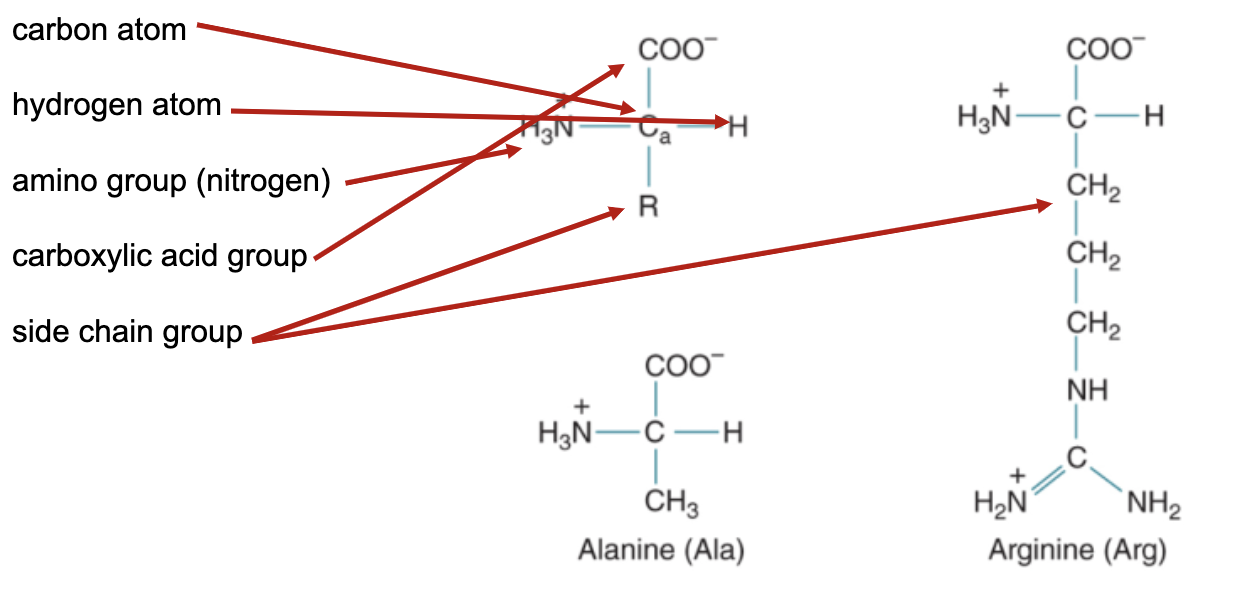 Amino acid 