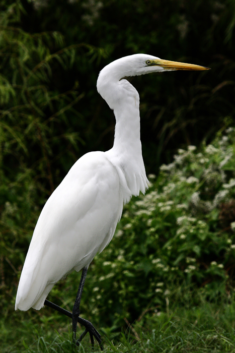 Pelecaniformes - Ardeidae - Ardea alba