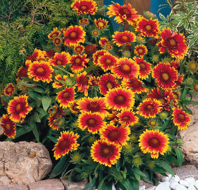 <p>A low, mounded plant with red daisy-like blooms edged in yellow, flowering all summer.</p><p>-short term perennial/inconsistent</p><p>-self seeds, from new seedlings</p>