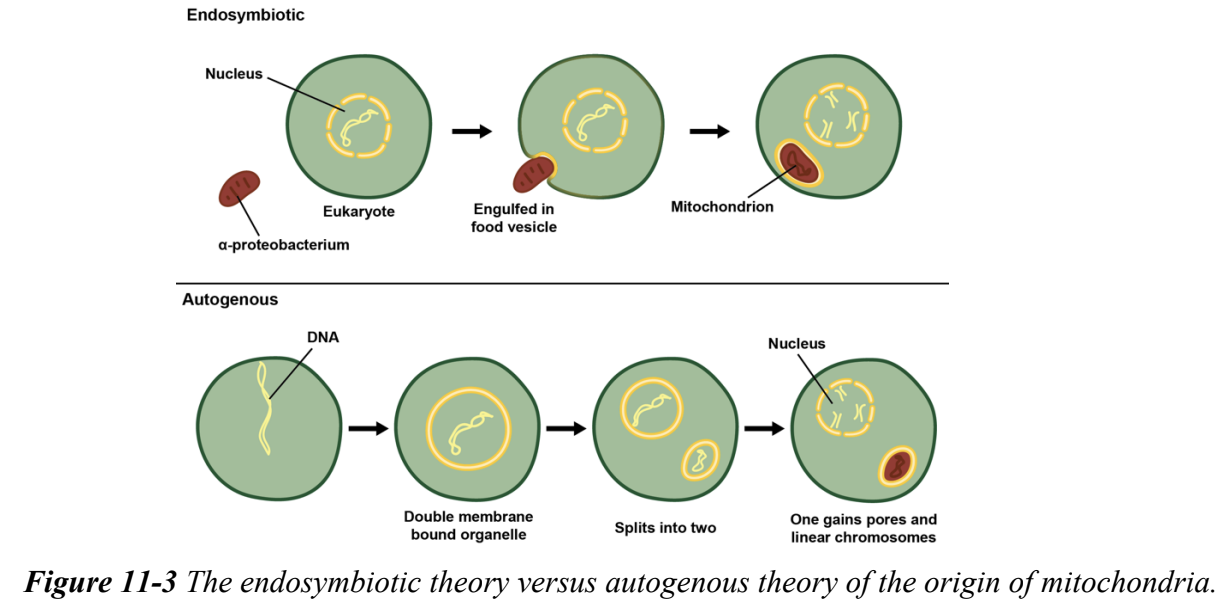 <p>theory that mitochondria are derived from endosymbiotic bacteria taken up by the host cell whose genome is found in the eukaryotic nucleus</p><p>also explains the origin of chloroplasts</p>