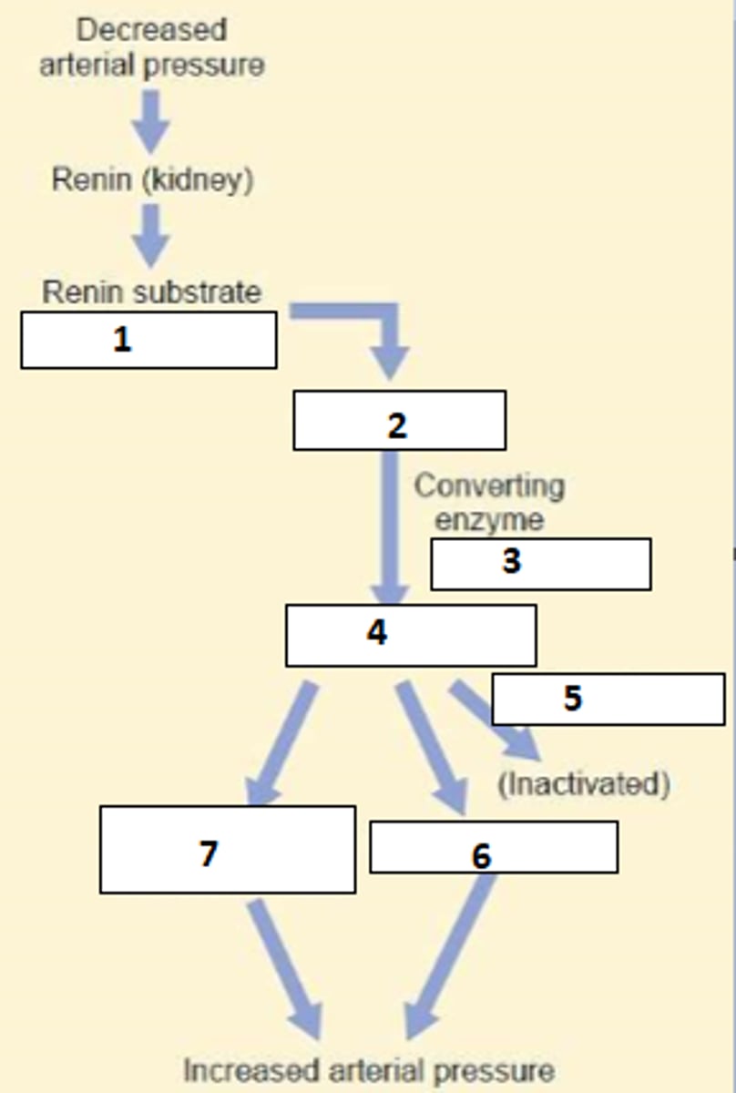 <p>Fill the blanks (include flow-on effects in 6+7)</p>