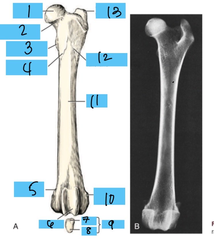<p>7</p>