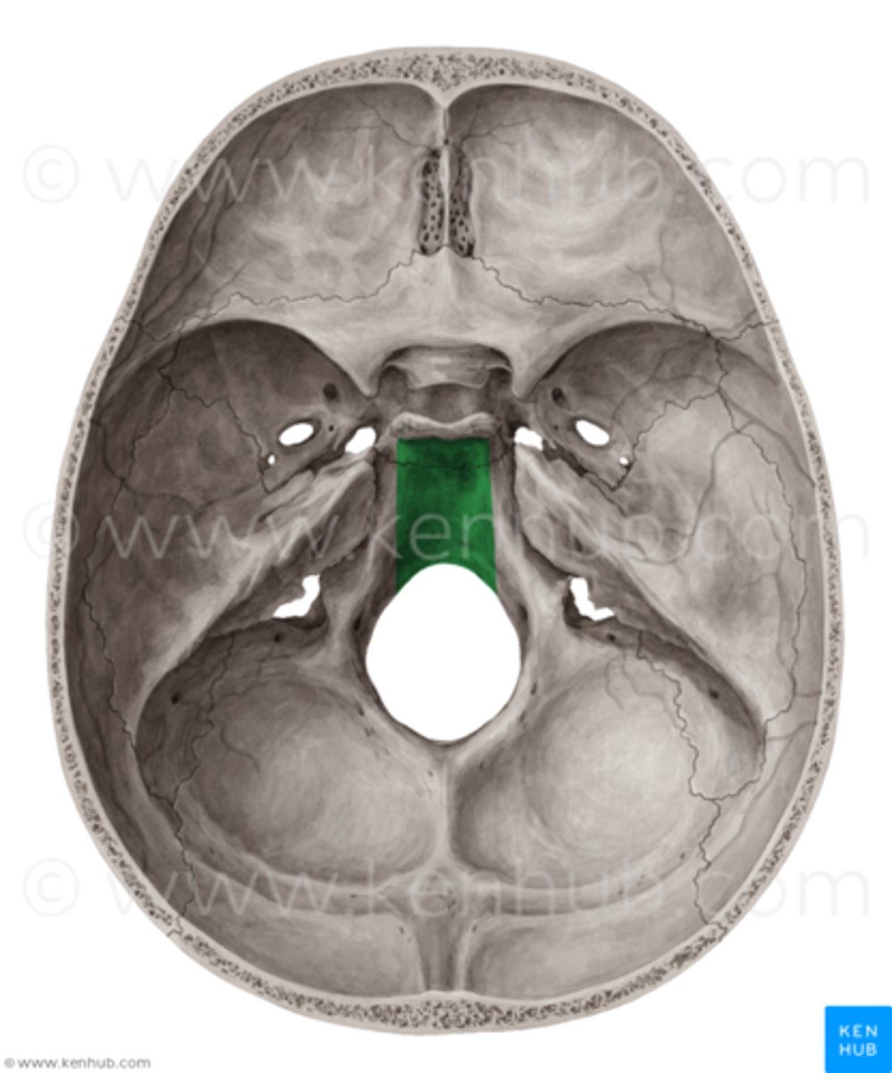 <p>extends forward from the foramen magnum</p>