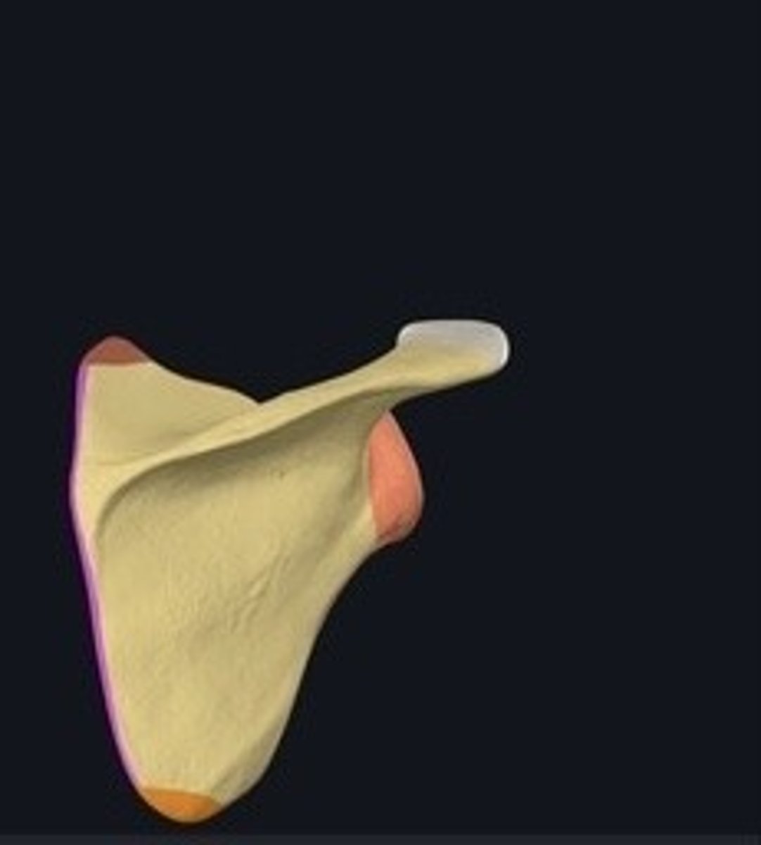 <p>Inner edge of the scapula.</p>