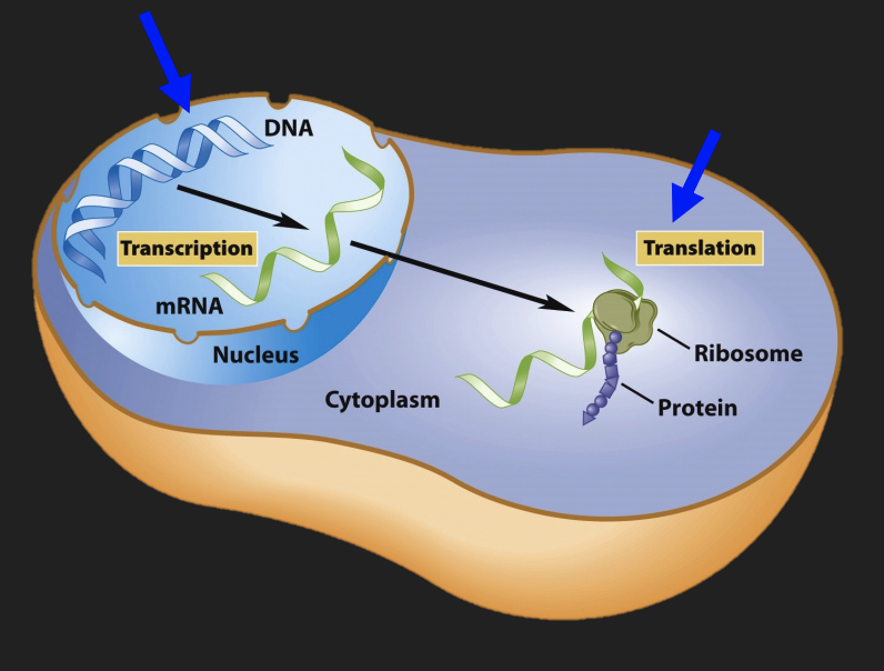 <p>1) <u>Transcription</u>: synthesis of messenger RNA (mRNA) from a DNA template, in the nucleus in the language of nucleotides</p><p>2) <u>Translation</u>: synthesis of an amino acid sequence (protein) from the mRNA template, in the ribosome in the language of proteins</p><p>DNA >> RNA >> protein</p>