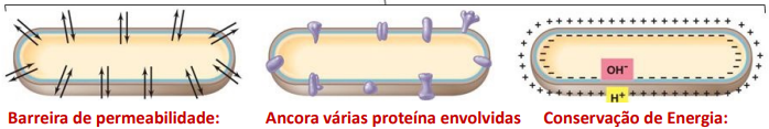<p>Funciona como barreira de permeabilidade. Ancora as proteínas necessárias em mecanismos de transporte de nutrientes, atividades bioenergéticas e quimiotaxismo. </p><p>Conservação de energia: </p><p>• local de produção e armazenamento de energia (formação e dissipação da força motriz protónica) </p><p>• alberga a cadeia respiratória</p>