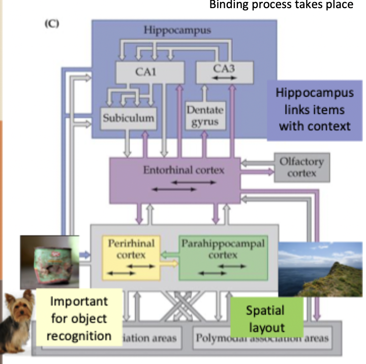 <ul><li><p>hippocampus forms associations e.g. between what and where</p></li><li><p>it’s where the binding process takes place between diverse inputs</p></li><li><p>the adjacent perirhinal and parahippocampal cortex learn about familiar objects and locations</p></li></ul><p></p>