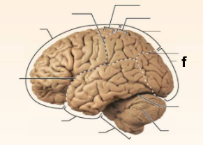 <p>Identify the structure labeled <strong>“f”</strong> in the image.</p>