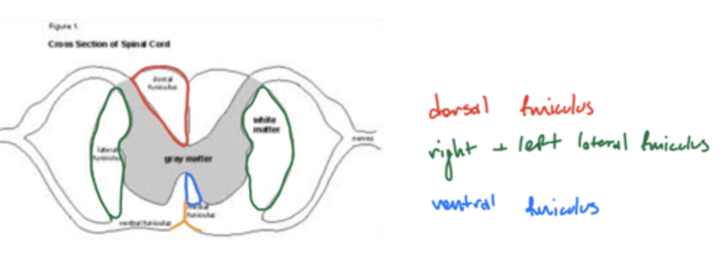 <p>1. dorsal funiculus</p><p>2. ventral funiculus</p><p>3. right lateral funiculus</p><p>4. left lateral funiculus</p><p>image -- ventral is much smaller, not as much laterally</p>