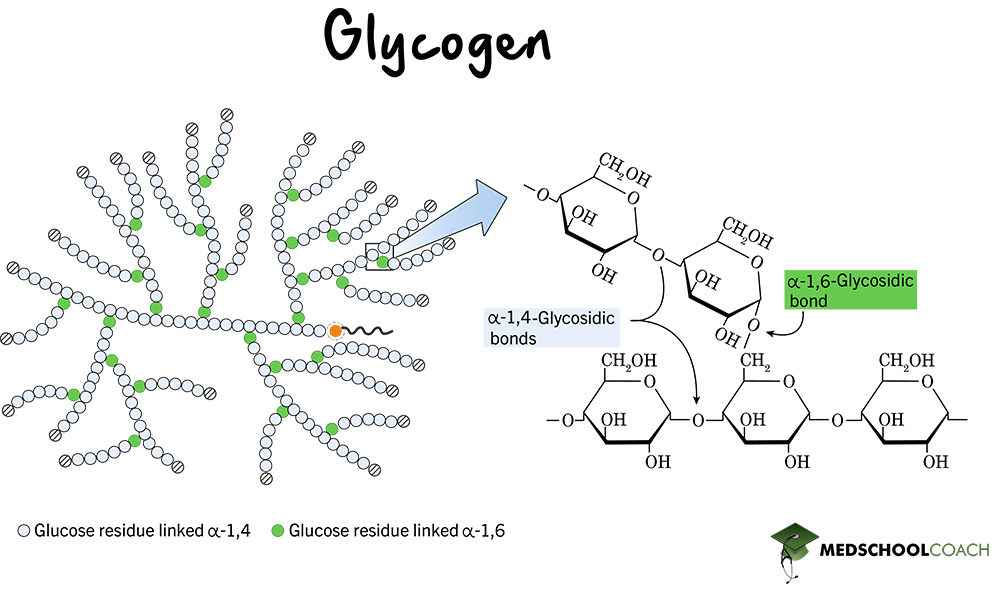 <p>A polymer of alpha glucose which is joined by 1,4 glycosidic bonds. Glycogen also contains lots branches joined by 1,6 glycosidic bonds.</p>