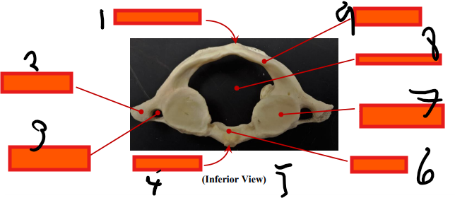 <p>inferior </p>