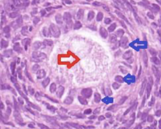<p>Centralt finns en <mark data-color="red">oocyt</mark>. Runtomkring finns ett 1-2 tjockt lager av <mark data-color="blue">granulocyter</mark> som är <strong>kuboidala</strong> till <strong>kolumnära</strong>. </p>